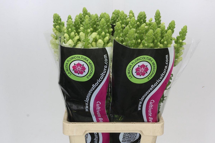 <h4>Antirrhinum Potomac White</h4>