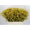 Anigozanthos Bush Down