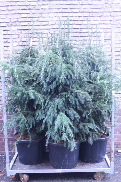 <h4>Taxus baccata 'Dovastoniana'</h4>