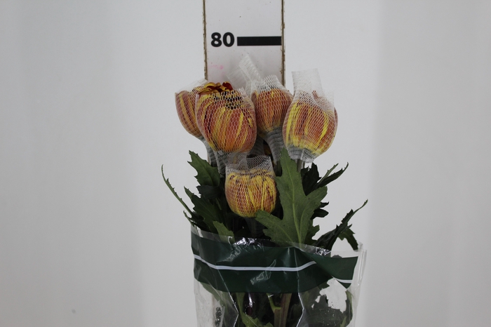 ANASTASIA DARK FUEGO 080 CM