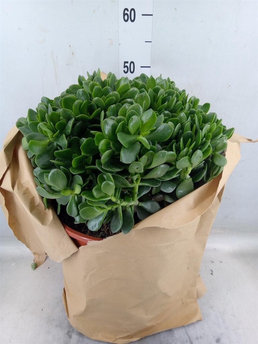 <h4>Crassula ovata</h4>