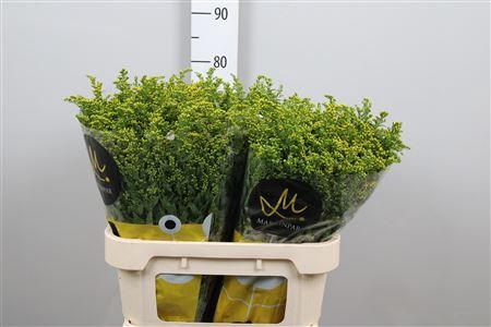 <h4>Soli Carzan Glory</h4>