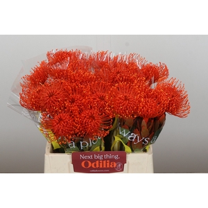 Nutans Painted Orange