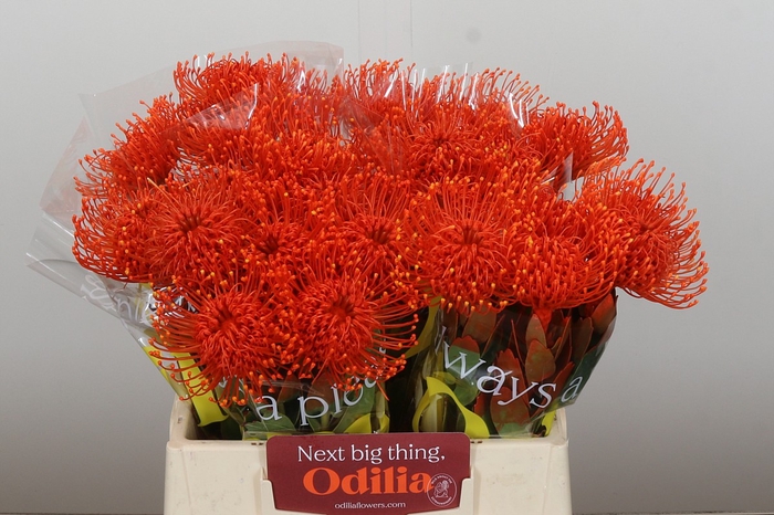 Nutans Painted Orange
