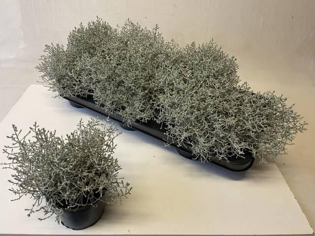 <h4>LEUCOPH BROWNII</h4>