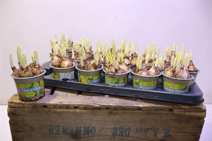 <h4>arr8 Narc O Tete A Tete</h4>