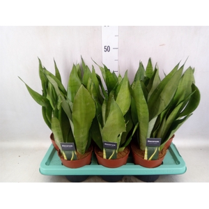 Sansevieria trifa. 'Moonshine'