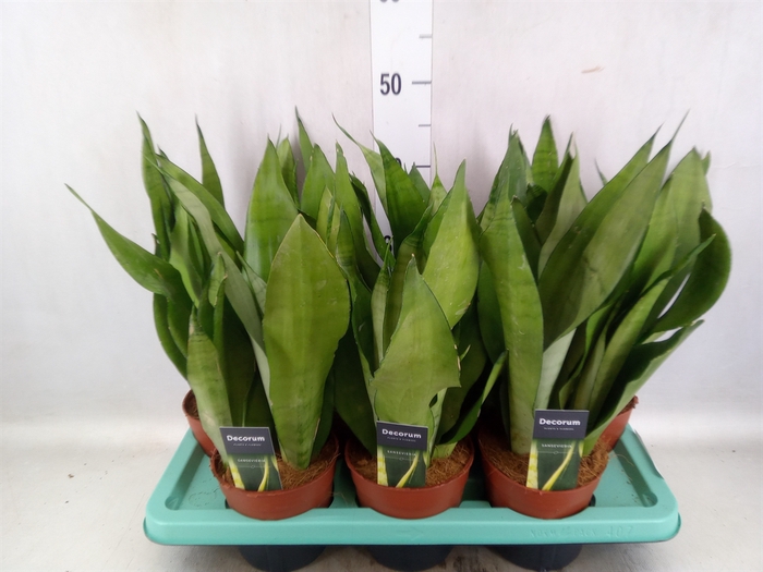 Sansevieria trifa. 'Moonshine'