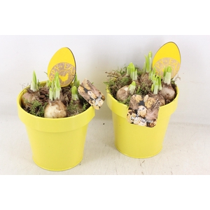 arr4 Narcis MB - Zink potje geel 236/6