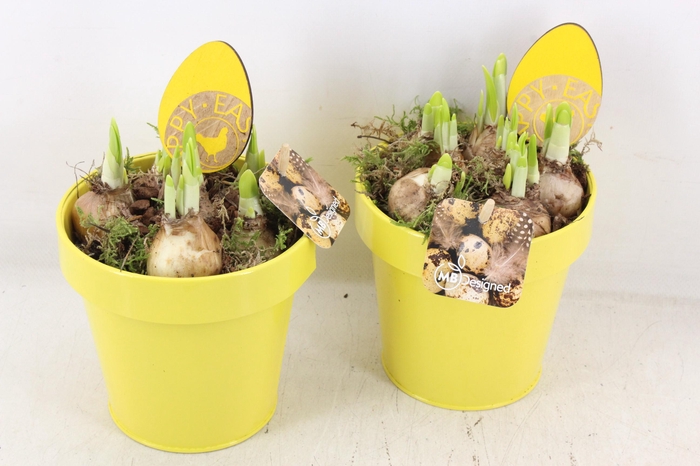<h4>arr4 Narcis MB - Zink potje geel 236/6</h4>