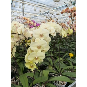 Phal Diverse 10-13
