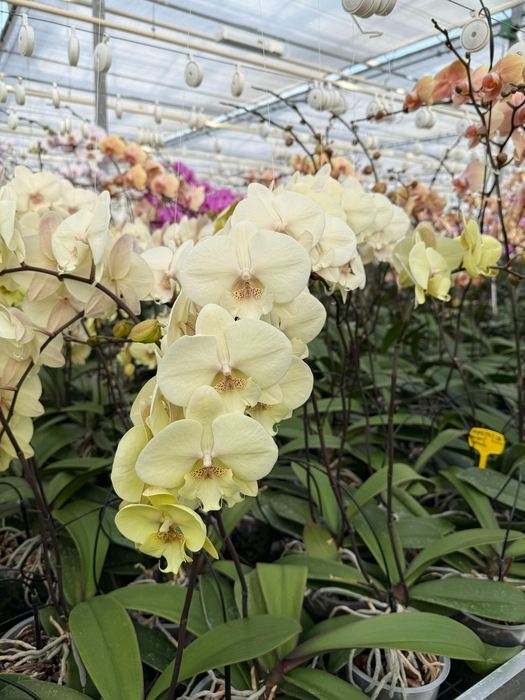 <h4>Phal Diverse 10-13</h4>