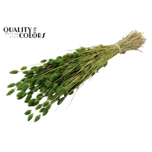 Phalaris per bunch Light Green