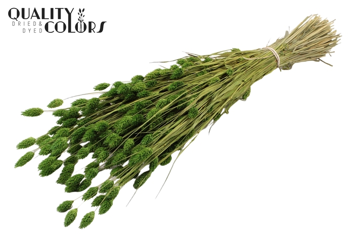 <h4>Phalaris per bunch Light Green</h4>