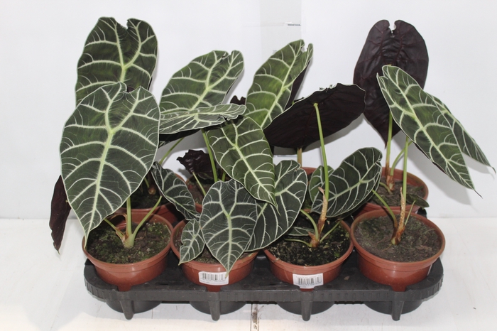 <h4>ALOCASIA WATSONIANA TIFFANY P15</h4>