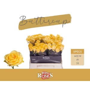 Rozen R GR Buttercup 34