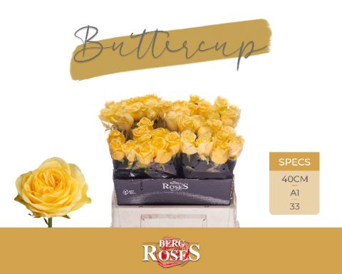<h4>Rozen R GR Buttercup 34</h4>