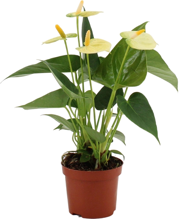 <h4>Anthurium andr. 'Vanilla'</h4>