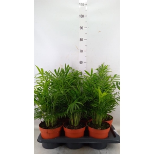 Chamaedorea elegans