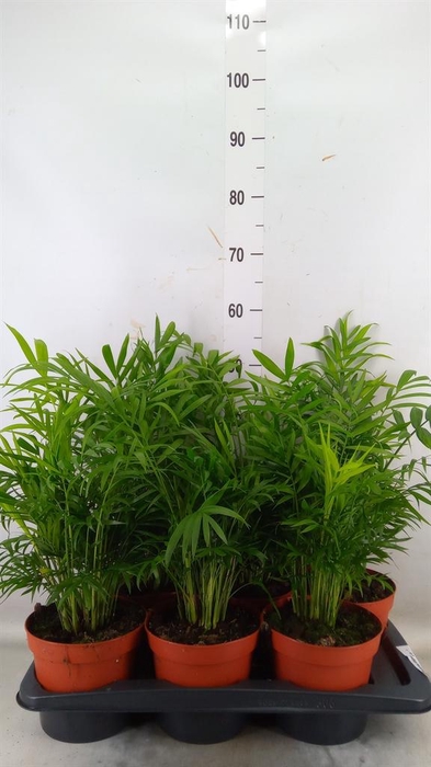 <h4>Chamaedorea elegans</h4>