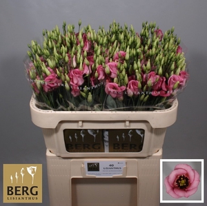 Lisianthus Piccolo Rose