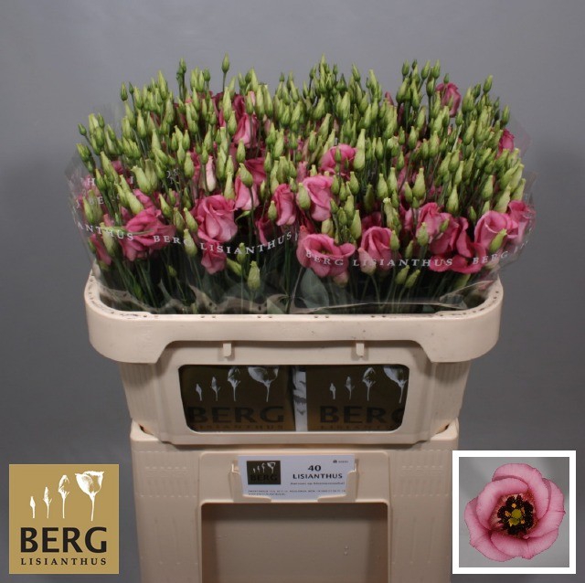 Lisianthus Piccolo Rose