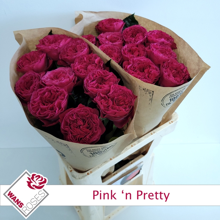 <h4>R Gr Pink N Pretty</h4>