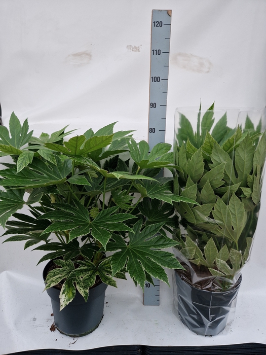 <h4>FATSIA VARIEGATA</h4>