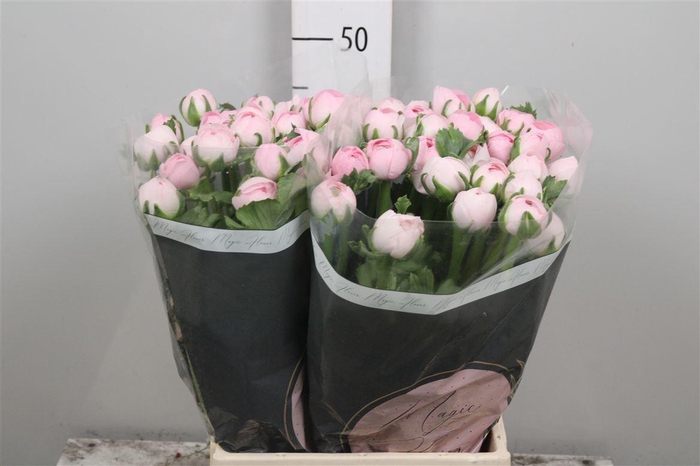 <h4>Ran Su Lady</h4>