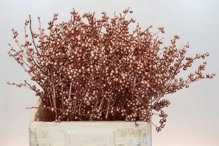 <h4>Ilex paint Koper</h4>