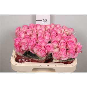 R Gr Avalanche Cand+