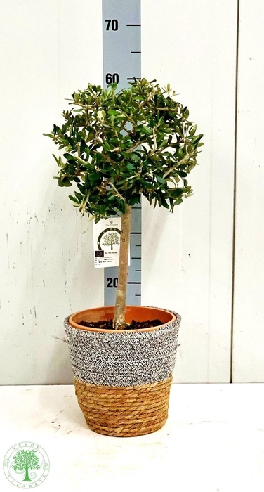 <h4>OLEA EUROPAEA</h4>