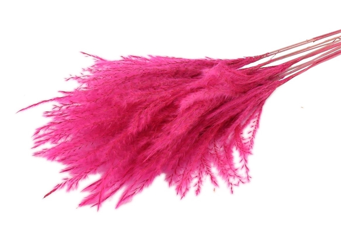 Bunch Fluffy Silver Grass 10pcs L75