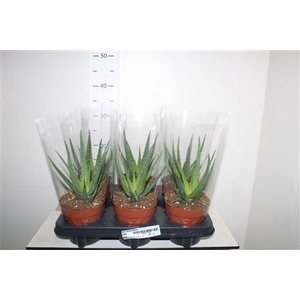 Aloe Arborescens