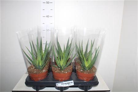 <h4>Aloe Arborescens</h4>