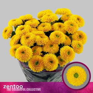 Chrysanthemum Indicum Grp tros Bonus