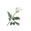 Rosa Bud White