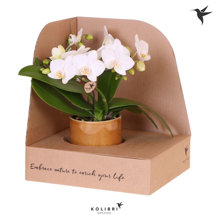 <h4>Kolibri Orchids Phalaenopsis Halo white in Bold cognac pot in showbox</h4>