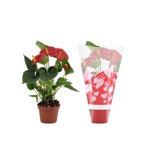 Anthurium Success Red in Couture heart sleeve