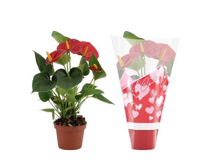 <h4>Anthurium Success Red in Couture heart sleeve</h4>