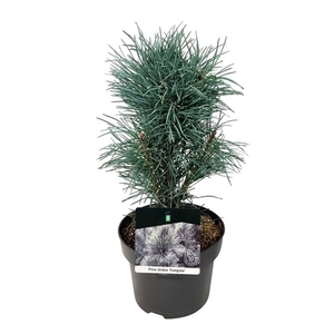 Pinus sylv. 'Fastigiata'