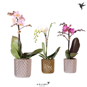 Kolibri Orchids Phalaenopsis Mix 1 spike in Diamond gold silver