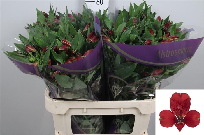 <h4>Alstr Lambada</h4>