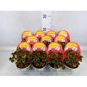 Oxalis deppei