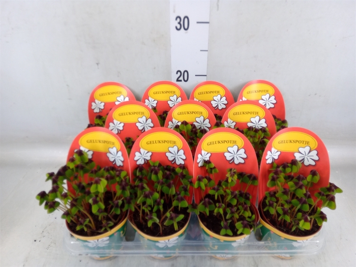 <h4>Oxalis deppei</h4>