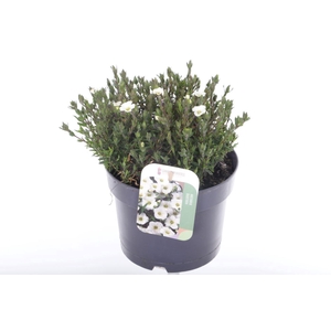 Arenaria montana Blizzard Compact