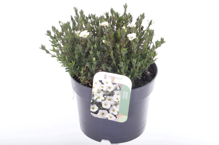 <h4>Arenaria montana Blizzard Compact</h4>