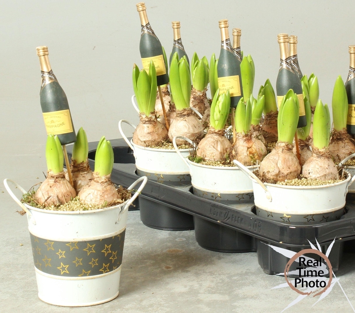 <h4>ARR HYACINTH</h4>