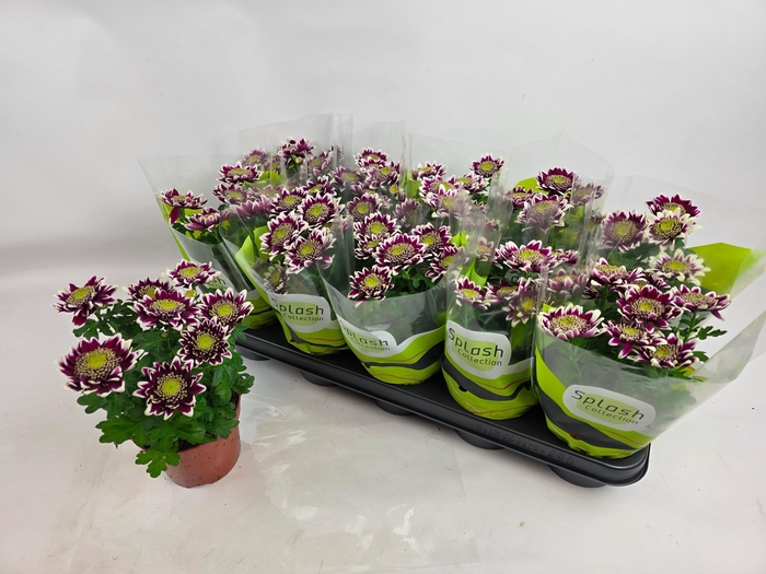 <h4>CHRYS SPLASH ROCKER</h4>