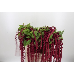 Amaranthus Caudatus Rosary